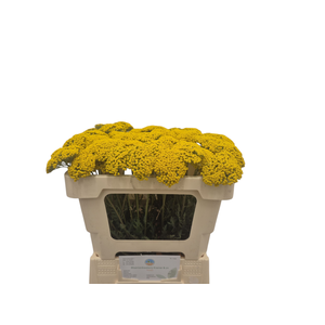 Achillea F Park Variety Kramer