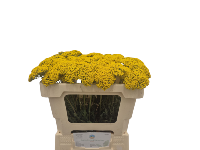 <h4>Achillea F Park Variety Kramer</h4>
