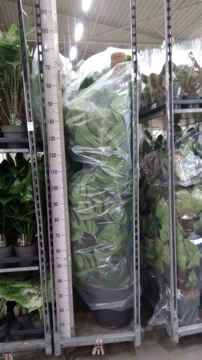 <h4>Monstera pertusum</h4>