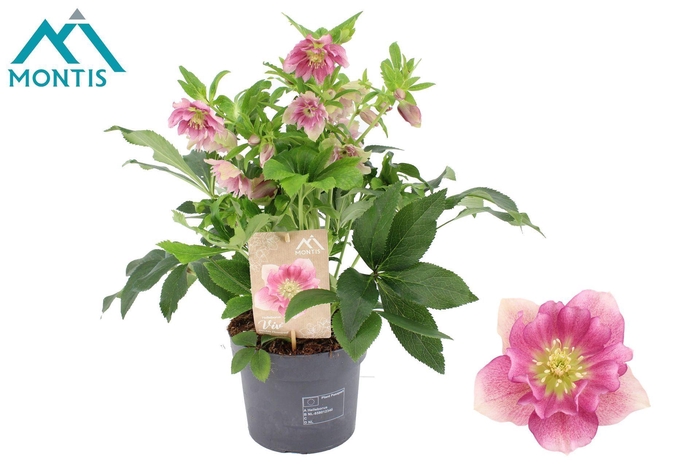 Helleborus
