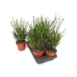 EUPHOR TIRUCALLI P17 50CM