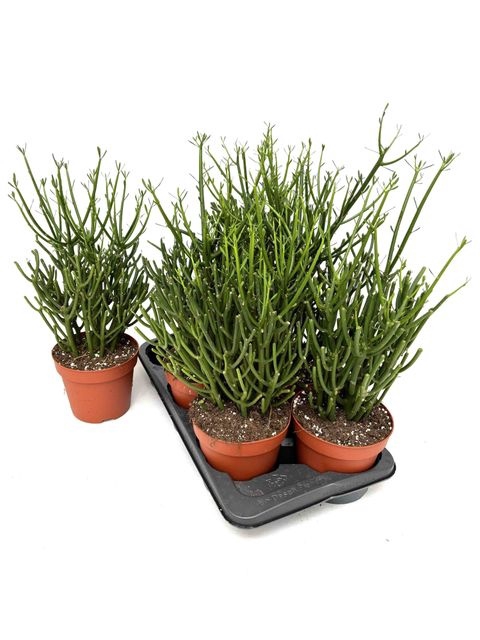 <h4>EUPHOR TIRUCALLI P17 50CM</h4>