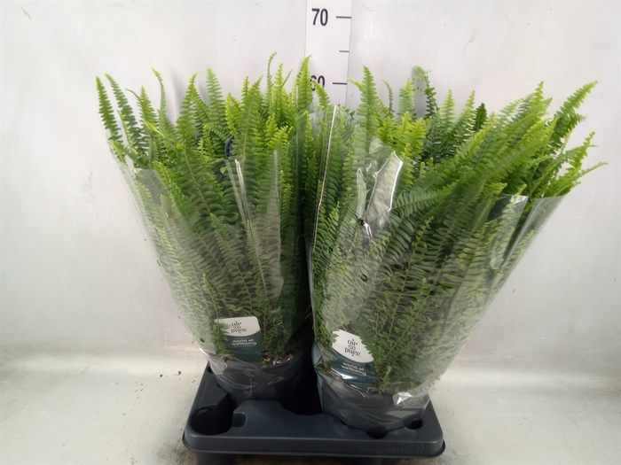 <h4>Nephrolepis exal. 'Green Lady'</h4>