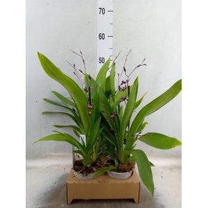 Oncidium   ...