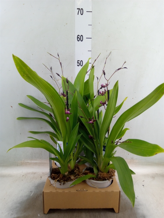 <h4>Oncidium   ...</h4>