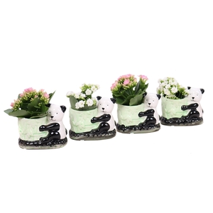 Kalanchoe 6 cm mix in keramieke panda planter