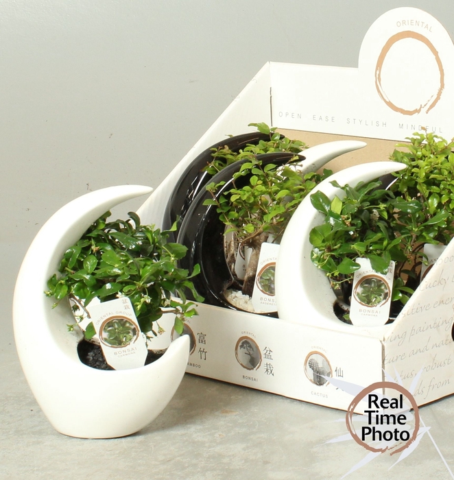 <h4>BONSAI GEM</h4>