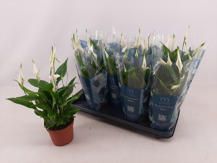 <h4>SPATH BELLINI</h4>