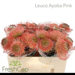 LEUCO AYOBA PINK