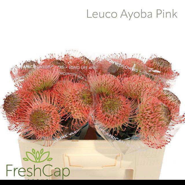 <h4>LEUCO AYOBA PINK</h4>