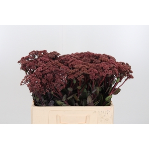Sedum Matrona (bloei