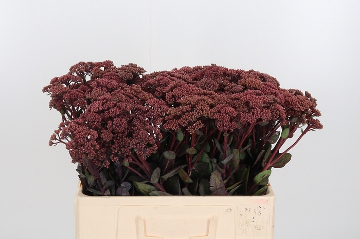 <h4>Sedum Matrona (bloei</h4>