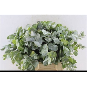 Euca Cinerea Short 150-200 Gr 10 Stems