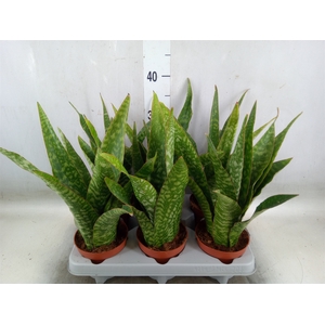 Sansevieria   ...