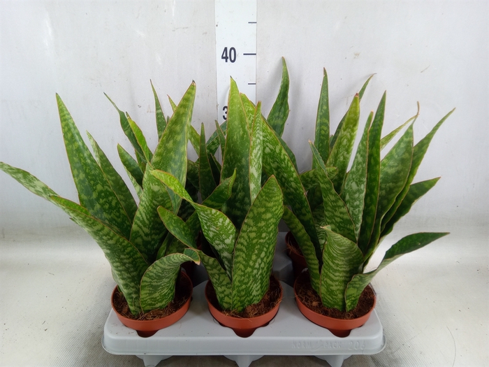 <h4>Sansevieria   ...</h4>