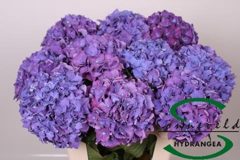 <h4>HYDR M CH RODEO PA</h4>