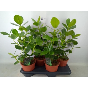 Clusia rosea 'Princess'