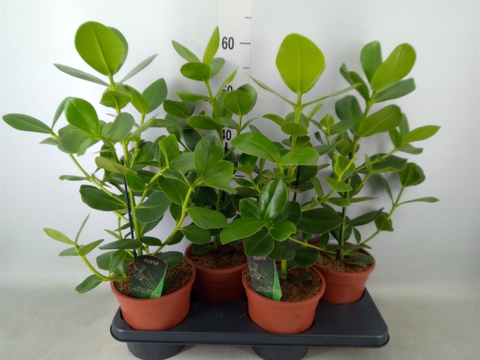 <h4>Clusia rosea 'Princess'</h4>