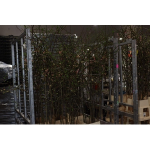 Chaenomeles Jap Pink 160 180cm P Stem X15