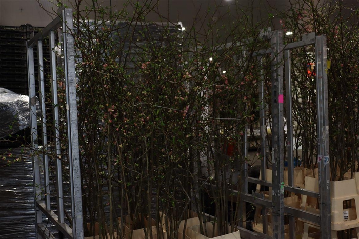 <h4>Chaenomeles Jap Pink 160 180cm P Stem X15</h4>