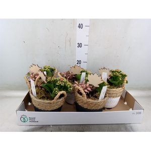 Arr.   Planten L%