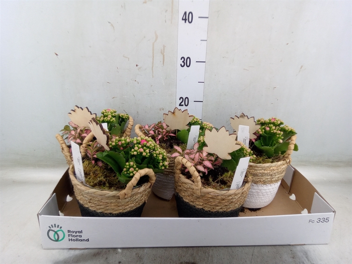 <h4>Arr.   Planten L%</h4>