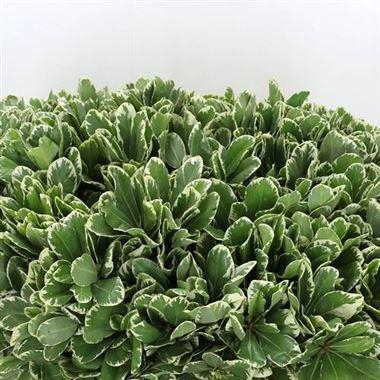 <h4>PITTOSPORUM ILAN 60CM</h4>