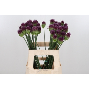 Allium Sphaerocephal (kogel)