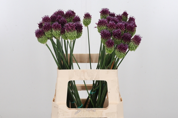 <h4>Allium Sphaerocephal (kogel)</h4>