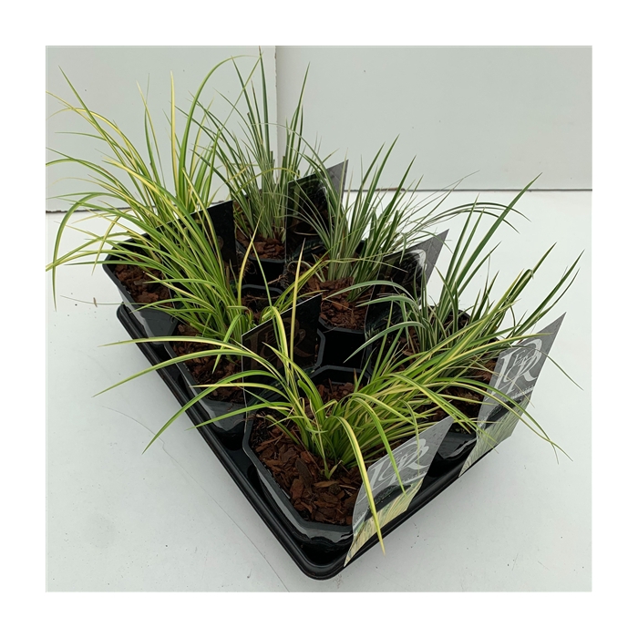 <h4>Acorus mix in tray</h4>