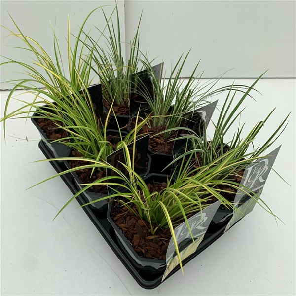 <h4>Acorus mix in tray</h4>