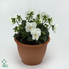 Viola Cornuta Grp Callisto F1 White