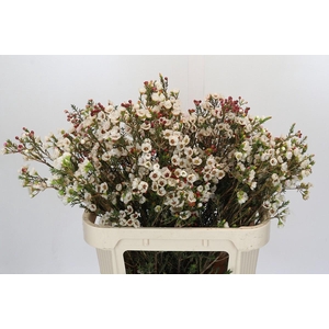 Chamelaucium Moonlight Delight