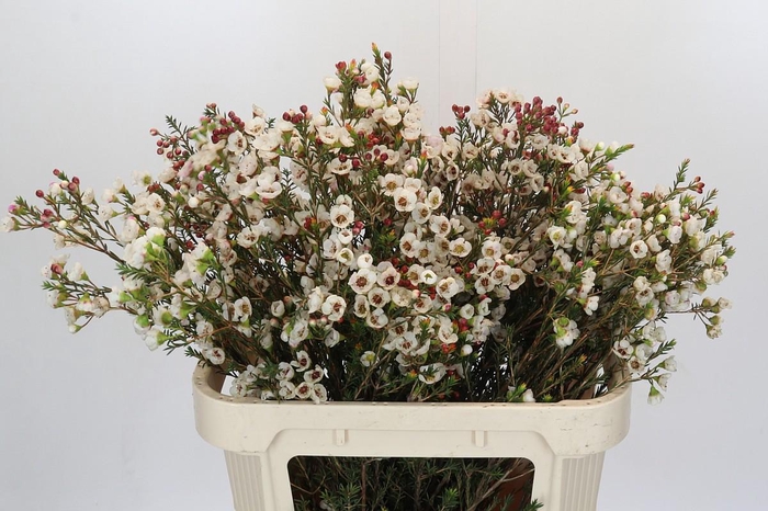 <h4>Chamelaucium Moonlight Delight</h4>