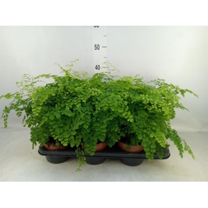 Adiantum raddi. 'Fragrans'