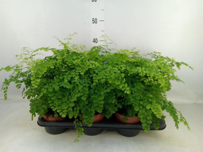 <h4>Adiantum raddi. 'Fragrans'</h4>