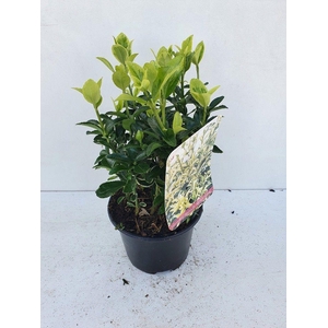 Euonymus jap Annies Spring C1