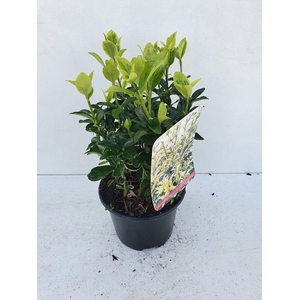 Euonymus jap Annies Spring C1