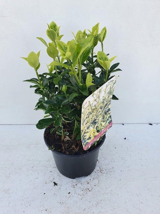 <h4>Euonymus jap Annies Spring C1</h4>