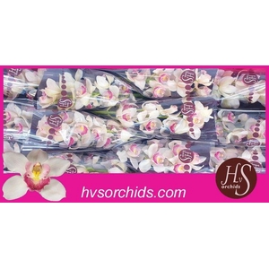 CYMB T UNIQ DELILAH 50 CM