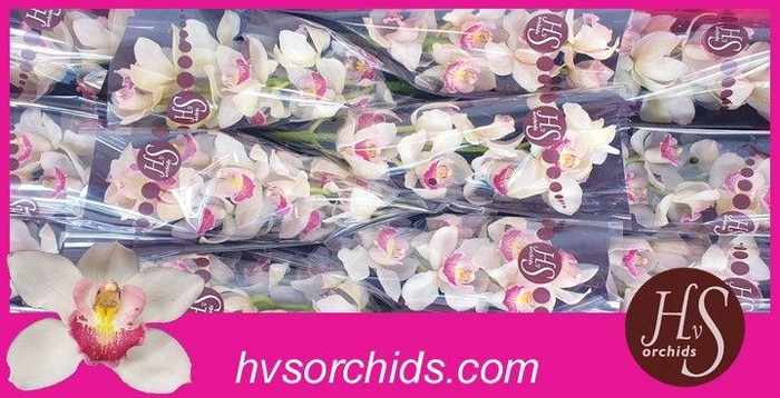 <h4>CYMB T UNIQ DELILAH 50 CM</h4>