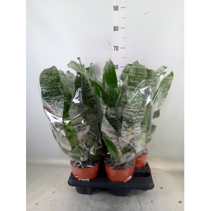 Aechmea fasciata 'Primera'