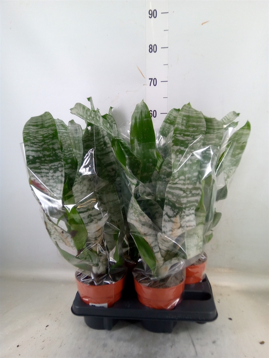 <h4>Aechmea fasciata 'Primera'</h4>