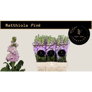 MATTH MATHILDA PINK