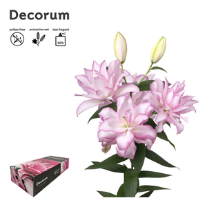 LI DBL OR ANOUSKA 3 knop XL Decorum box