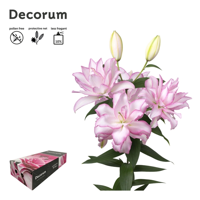 <h4>LI DBL OR ANOUSKA 5+ Medium Decorum Box</h4>