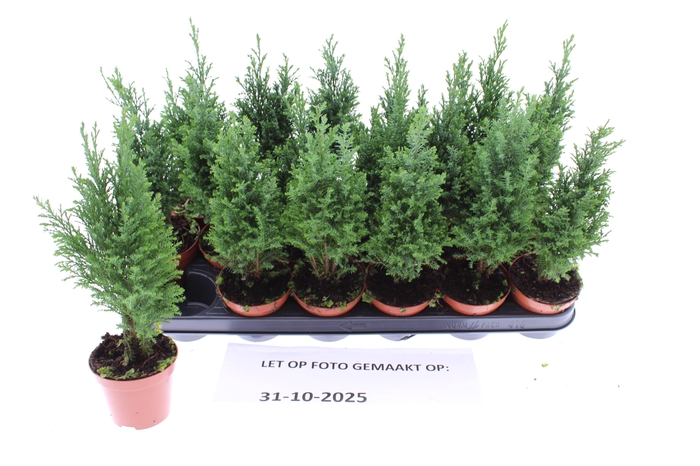 <h4>CHAM L ELLWOODII</h4>