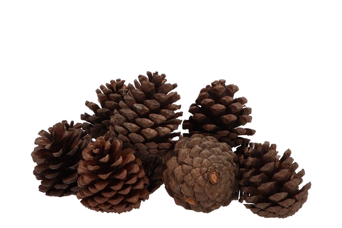 <h4>Nature Pinecone Natural Ass P/12</h4>