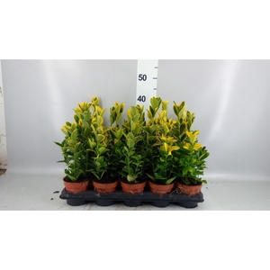 Euonymus japon. 'Aureus'