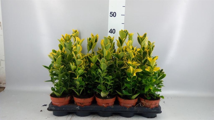 <h4>Euonymus japon. 'Aureus'</h4>